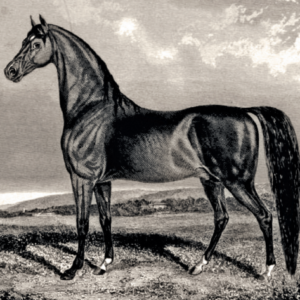 Ethan Allen Sponsorship